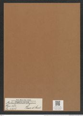 Aulacodiscus elegans Grove et Sturt. (de-Toni-Nr.: Genus 182, Species 4512) Zeichnungen Sammlung Grunow Mappe 04430 (Herbarium_W_Grunow_drawings_Folder_04430)